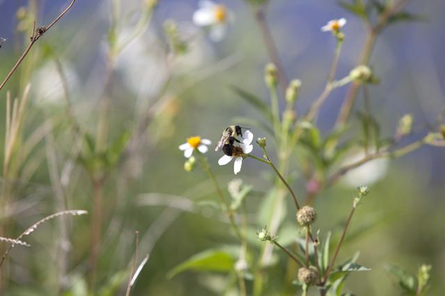 NASA image: KSC-2014-4339
