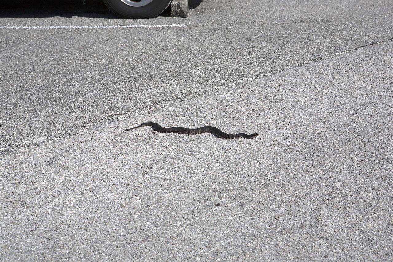 CAPE CANAVERAL, Fla. -- A water moccasin snake travels across the gravel surface near the Mobile Launcher, or ML, at the Mobile Launcher Park Site at NASA’s Kennedy Space Center in Florida. Nearby, the haunch, a structure that will support the launch vehicle on the ML, arrives by flatbed truck at the park site. The ML is being modified and strengthened to accommodate the weight, size and thrust at launch of NASA's Space Launch System, or SLS, and Orion spacecraft.    In 2013, the agency awarded a contract to J.P. Donovan Construction Inc. of Rockledge, Fla., to modify the ML, which is one of the key elements of ground support equipment that is being upgraded by the Ground Systems Development and Operations Program at Kennedy. The existing 24-foot exhaust hole is being enlarged and strengthened for the larger, heavier SLS rocket. The ML will carry the SLS rocket and Orion spacecraft to Launch Pad 39B for its first uncrewed mission, Exploration Mission-1, in 2018. Photo credit: NASA/Kim Shiflett