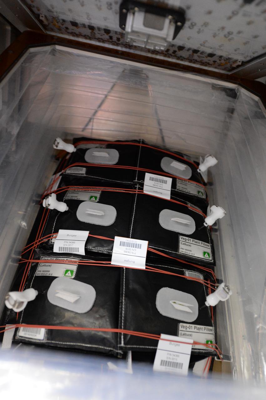 Astronaut Scott Kelly initiated VEG-01 B, the second crop of lettuce, on July, 8, 2015, and both Kelly and Astronaut Kjell Lindgren cared for the plants. The crop grew for 33 days. VEG-01 B included one set of six plant pillows planted with red romaine lettuce seeds. On Aug. 10, 2015, the crew harvested and consumed leaves from each plant. This was the first crop grown and consumed in NASA hardware. They harvested the rest of the plant tissue and froze it in the station’s Minus Eighty-Degree Laboratory Freezer for ISS (MELFI) for return to Earth for further study including microbial analysis, antioxidant capacity, mineral analysis and anthocyanin concentration.