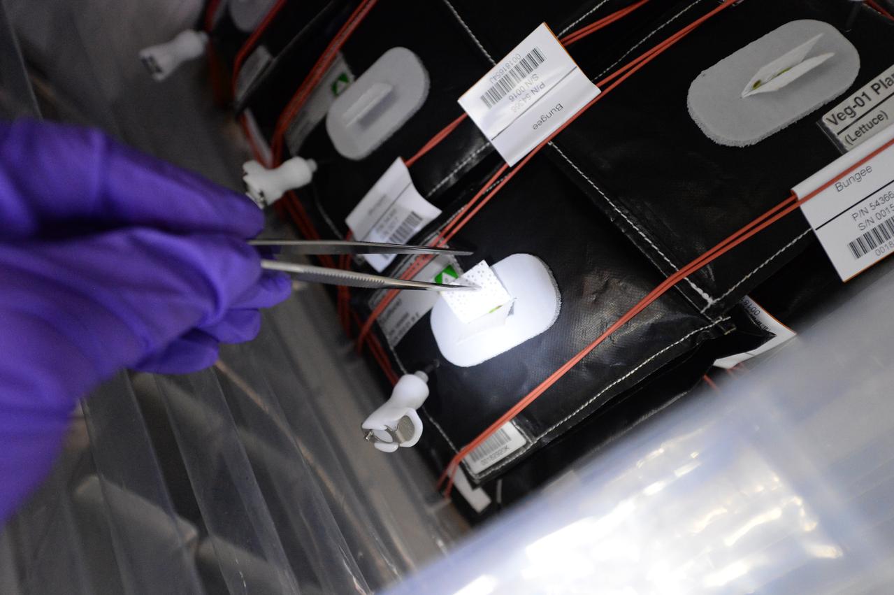 Astronaut Scott Kelly initiated VEG-01 B, the second crop of lettuce, on July, 8, 2015, and both Kelly and Astronaut Kjell Lindgren cared for the plants. The crop grew for 33 days. VEG-01 B included one set of six plant pillows planted with red romaine lettuce seeds. On Aug. 10, 2015, the crew harvested and consumed leaves from each plant. This was the first crop grown and consumed in NASA hardware. They harvested the rest of the plant tissue and froze it in the station’s Minus Eighty-Degree Laboratory Freezer for ISS (MELFI) for return to Earth for further study including microbial analysis, antioxidant capacity, mineral analysis and anthocyanin concentration.