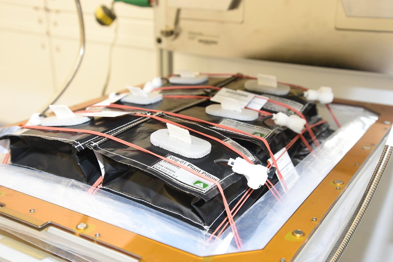 Astronaut Scott Kelly initiated VEG-01 B, the second crop of lettuce, on July, 8, 2015, and both Kelly and Astronaut Kjell Lindgren cared for the plants. The crop grew for 33 days. VEG-01 B included one set of six plant pillows planted with red romaine lettuce seeds. On Aug. 10, 2015, the crew harvested and consumed leaves from each plant. This was the first crop grown and consumed in NASA hardware. They harvested the rest of the plant tissue and froze it in the station’s Minus Eighty-Degree Laboratory Freezer for ISS (MELFI) for return to Earth for further study including microbial analysis, antioxidant capacity, mineral analysis and anthocyanin concentration. 