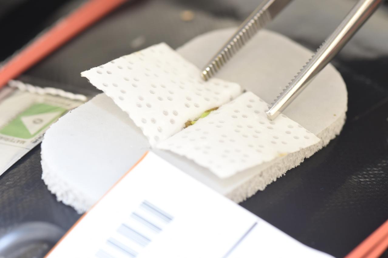 Ground Photos - 3 DAI VEG-01B GC Wick Opening