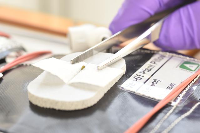 NASA image: Ground Photos - 3 DAI VEG-01B GC Wick Opening