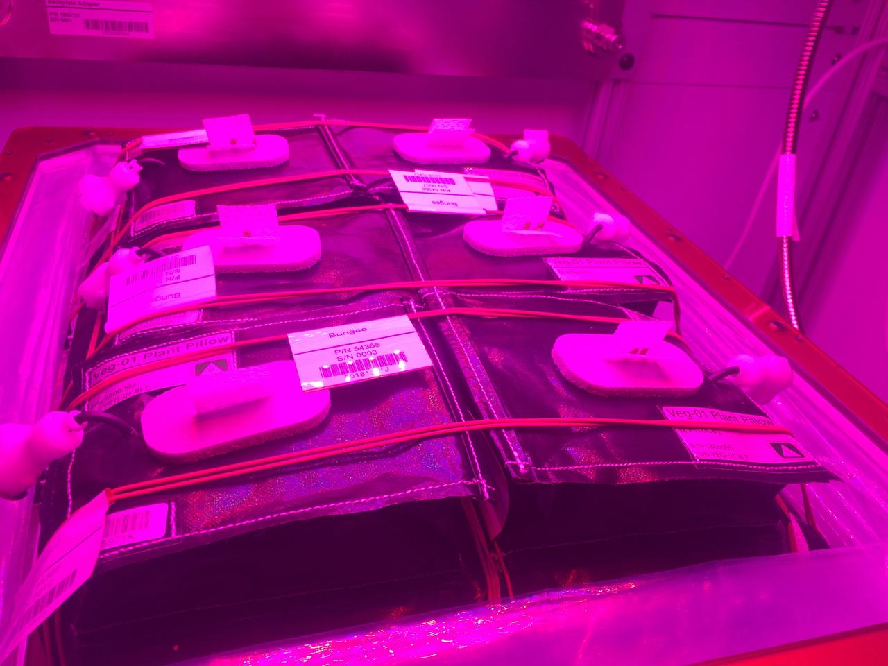 Astronaut Scott Kelly initiated VEG-01 B, the second crop of lettuce, on July, 8, 2015, and both Kelly and Astronaut Kjell Lindgren cared for the plants. The crop grew for 33 days. VEG-01 B included one set of six plant pillows planted with red romaine lettuce seeds. On Aug. 10, 2015, the crew harvested and consumed leaves from each plant. This was the first crop grown and consumed in NASA hardware. They harvested the rest of the plant tissue and froze it in the station’s Minus Eighty-Degree Laboratory Freezer for ISS (MELFI) for return to Earth for further study including microbial analysis, antioxidant capacity, mineral analysis and anthocyanin concentration. 