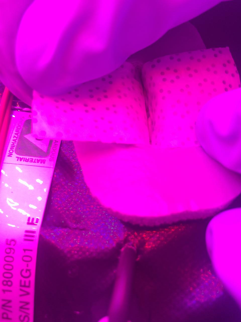 Astronaut Scott Kelly initiated VEG-01 B, the second crop of lettuce, on July, 8, 2015, and both Kelly and Astronaut Kjell Lindgren cared for the plants. The crop grew for 33 days. VEG-01 B included one set of six plant pillows planted with red romaine lettuce seeds. On Aug. 10, 2015, the crew harvested and consumed leaves from each plant. This was the first crop grown and consumed in NASA hardware. They harvested the rest of the plant tissue and froze it in the station’s Minus Eighty-Degree Laboratory Freezer for ISS (MELFI) for return to Earth for further study including microbial analysis, antioxidant capacity, mineral analysis and anthocyanin concentration. 