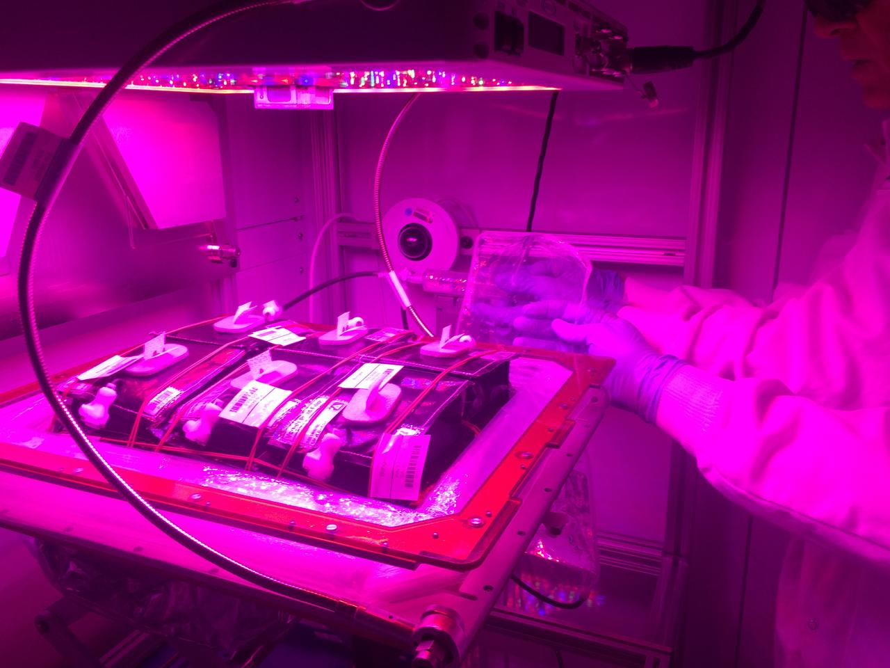 Astronaut Scott Kelly initiated VEG-01 B, the second crop of lettuce, on July, 8, 2015, and both Kelly and Astronaut Kjell Lindgren cared for the plants. The crop grew for 33 days. VEG-01 B included one set of six plant pillows planted with red romaine lettuce seeds. On Aug. 10, 2015, the crew harvested and consumed leaves from each plant. This was the first crop grown and consumed in NASA hardware. They harvested the rest of the plant tissue and froze it in the station’s Minus Eighty-Degree Laboratory Freezer for ISS (MELFI) for return to Earth for further study including microbial analysis, antioxidant capacity, mineral analysis and anthocyanin concentration. 