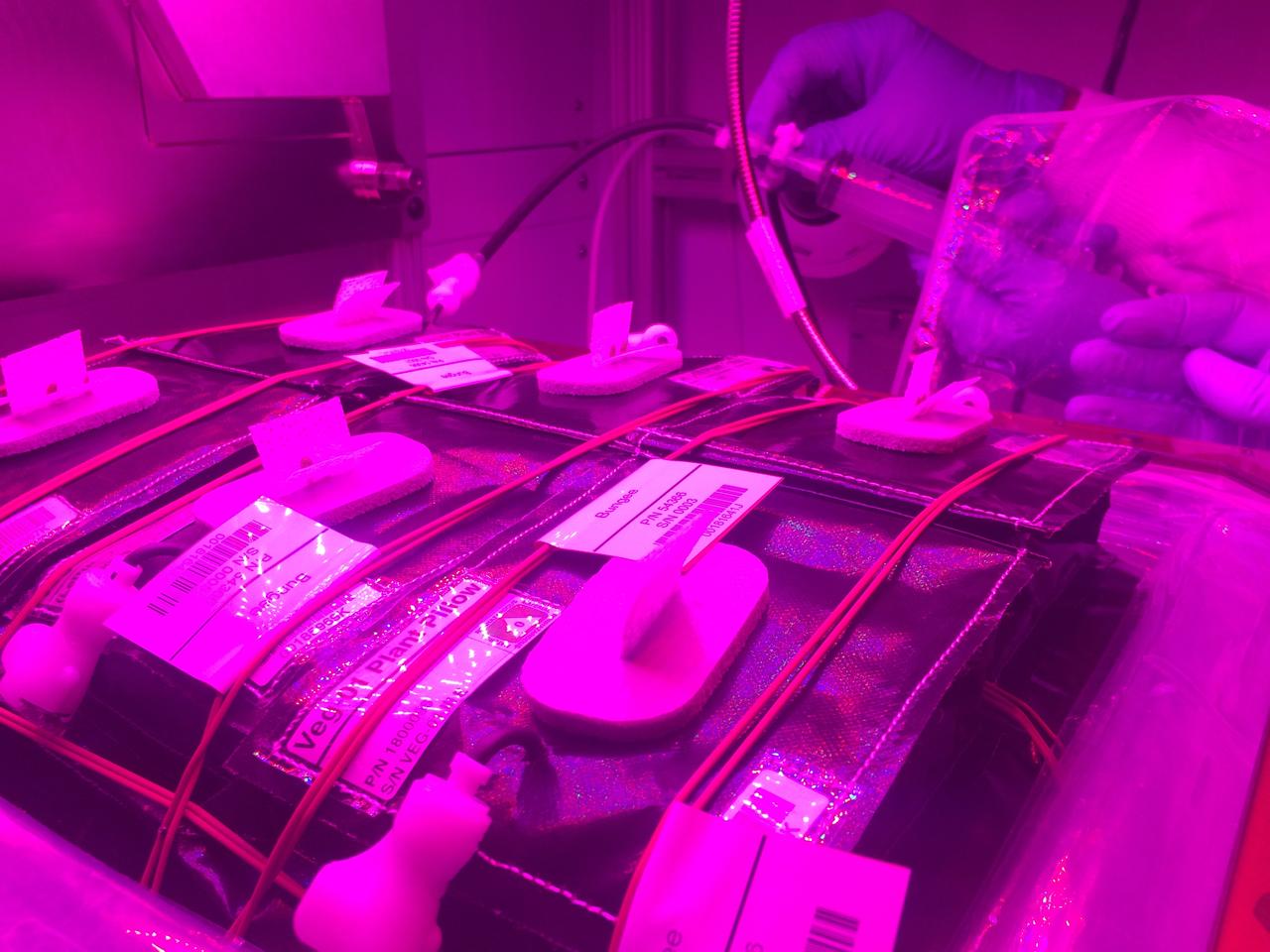 Astronaut Scott Kelly initiated VEG-01 B, the second crop of lettuce, on July, 8, 2015, and both Kelly and Astronaut Kjell Lindgren cared for the plants. The crop grew for 33 days. VEG-01 B included one set of six plant pillows planted with red romaine lettuce seeds. On Aug. 10, 2015, the crew harvested and consumed leaves from each plant. This was the first crop grown and consumed in NASA hardware. They harvested the rest of the plant tissue and froze it in the station’s Minus Eighty-Degree Laboratory Freezer for ISS (MELFI) for return to Earth for further study including microbial analysis, antioxidant capacity, mineral analysis and anthocyanin concentration. 