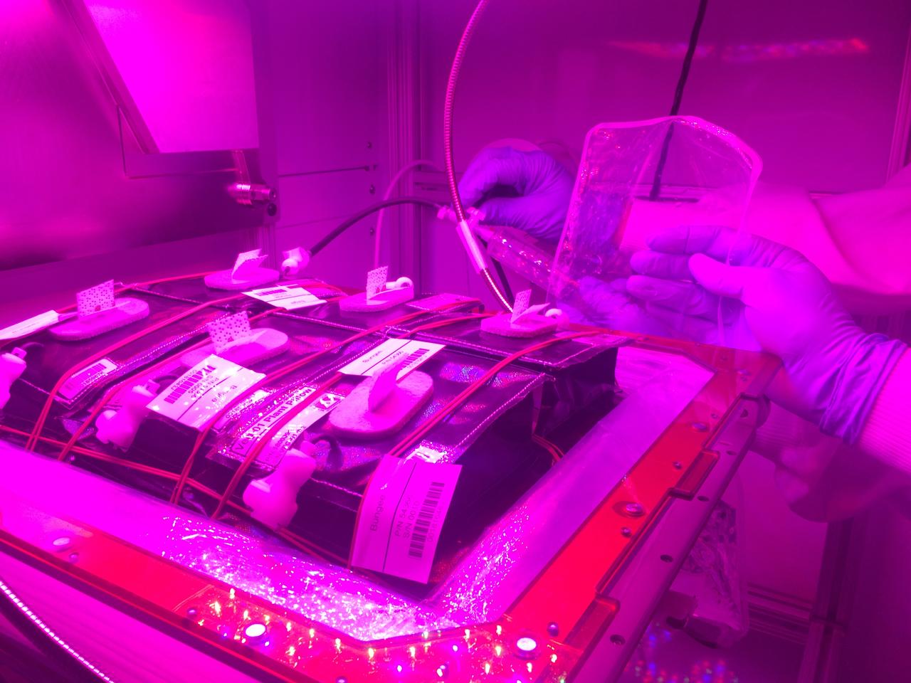 Astronaut Scott Kelly initiated VEG-01 B, the second crop of lettuce, on July, 8, 2015, and both Kelly and Astronaut Kjell Lindgren cared for the plants. The crop grew for 33 days. VEG-01 B included one set of six plant pillows planted with red romaine lettuce seeds. On Aug. 10, 2015, the crew harvested and consumed leaves from each plant. This was the first crop grown and consumed in NASA hardware. They harvested the rest of the plant tissue and froze it in the station’s Minus Eighty-Degree Laboratory Freezer for ISS (MELFI) for return to Earth for further study including microbial analysis, antioxidant capacity, mineral analysis and anthocyanin concentration. 