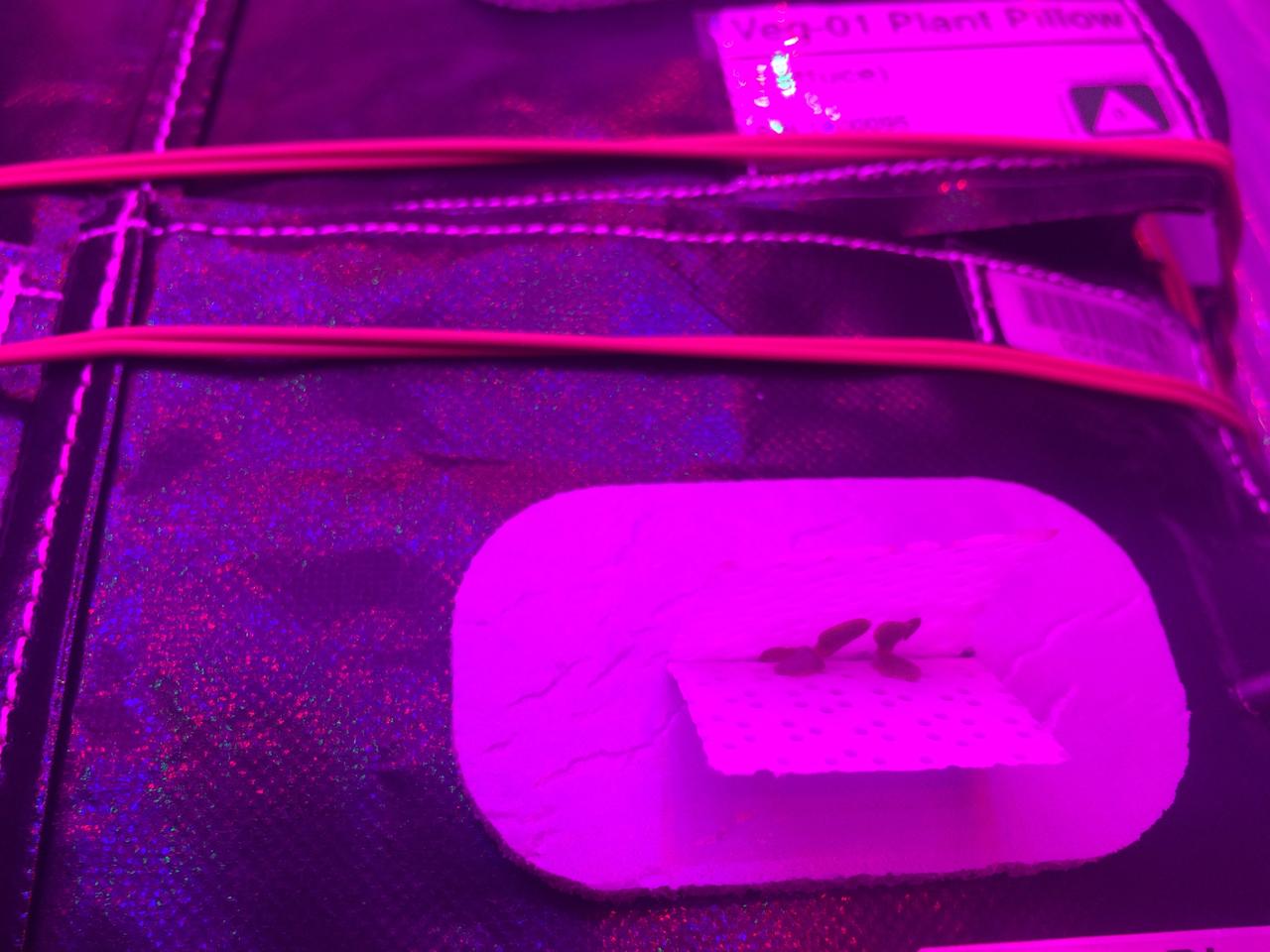 Astronaut Scott Kelly initiated VEG-01 B, the second crop of lettuce, on July, 8, 2015, and both Kelly and Astronaut Kjell Lindgren cared for the plants. The crop grew for 33 days. VEG-01 B included one set of six plant pillows planted with red romaine lettuce seeds. On Aug. 10, 2015, the crew harvested and consumed leaves from each plant. This was the first crop grown and consumed in NASA hardware. They harvested the rest of the plant tissue and froze it in the station’s Minus Eighty-Degree Laboratory Freezer for ISS (MELFI) for return to Earth for further study including microbial analysis, antioxidant capacity, mineral analysis and anthocyanin concentration. 