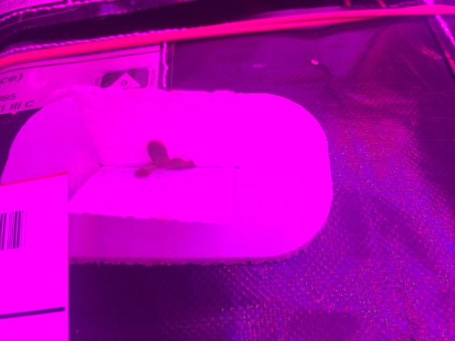 NASA image: Ground Photos - 4 DAI VEG-01B GC Pillow B Prime and E Inspection