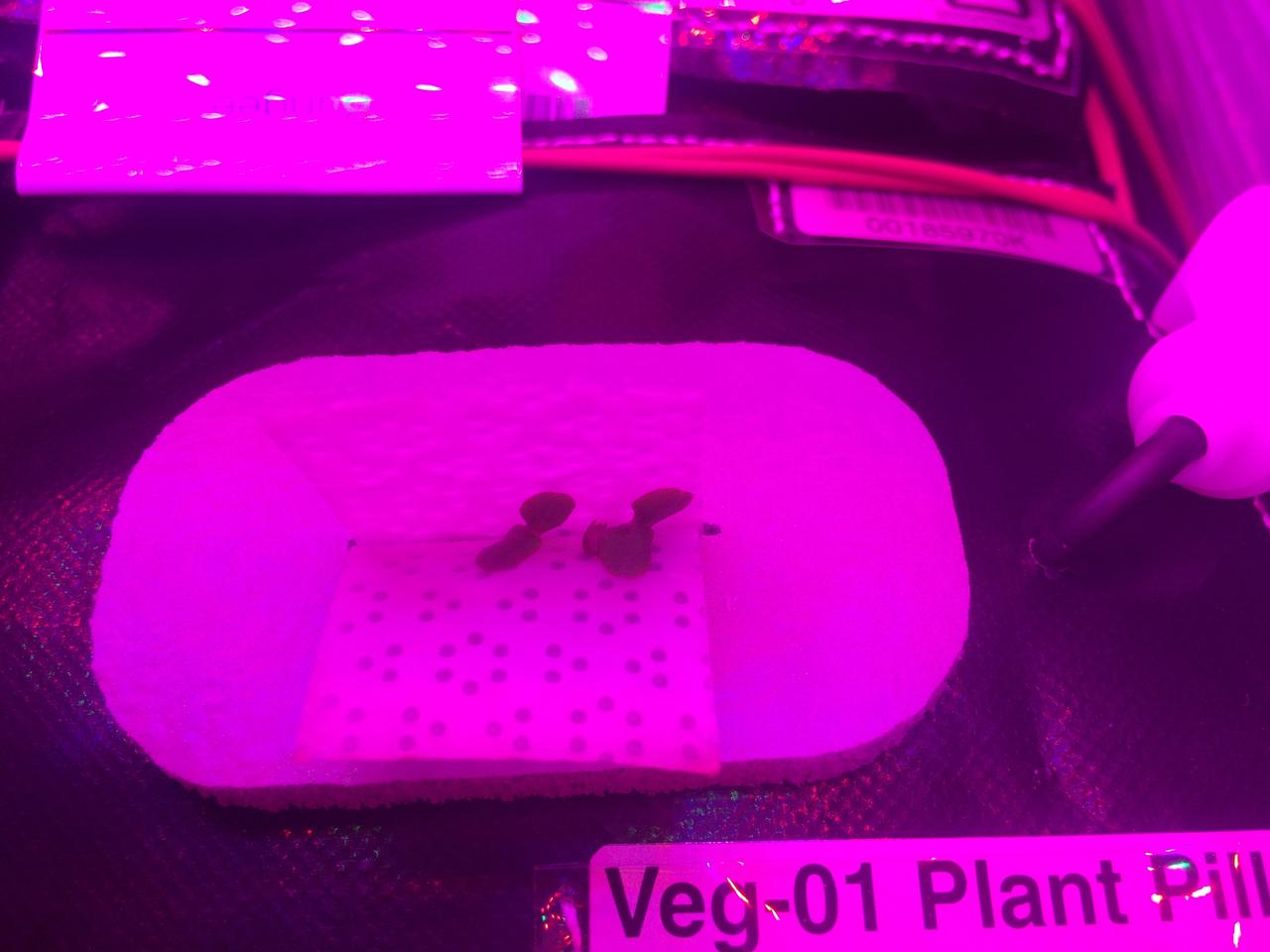 Astronaut Scott Kelly initiated VEG-01 B, the second crop of lettuce, on July, 8, 2015, and both Kelly and Astronaut Kjell Lindgren cared for the plants. The crop grew for 33 days. VEG-01 B included one set of six plant pillows planted with red romaine lettuce seeds. On Aug. 10, 2015, the crew harvested and consumed leaves from each plant. This was the first crop grown and consumed in NASA hardware. They harvested the rest of the plant tissue and froze it in the station’s Minus Eighty-Degree Laboratory Freezer for ISS (MELFI) for return to Earth for further study including microbial analysis, antioxidant capacity, mineral analysis and anthocyanin concentration. 