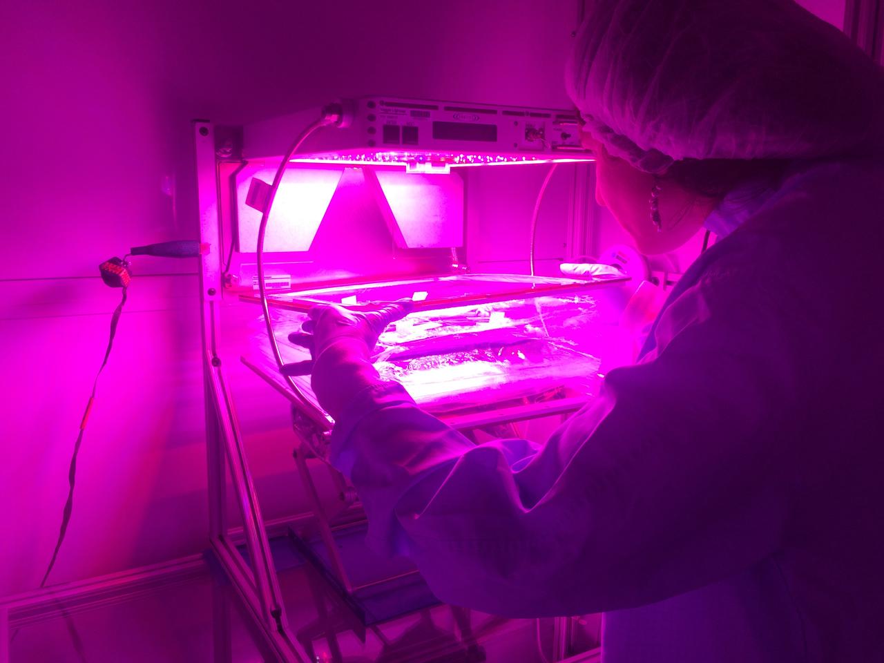 Astronaut Scott Kelly initiated VEG-01 B, the second crop of lettuce, on July, 8, 2015, and both Kelly and Astronaut Kjell Lindgren cared for the plants. The crop grew for 33 days. VEG-01 B included one set of six plant pillows planted with red romaine lettuce seeds. On Aug. 10, 2015, the crew harvested and consumed leaves from each plant. This was the first crop grown and consumed in NASA hardware. They harvested the rest of the plant tissue and froze it in the station’s Minus Eighty-Degree Laboratory Freezer for ISS (MELFI) for return to Earth for further study including microbial analysis, antioxidant capacity, mineral analysis and anthocyanin concentration. 