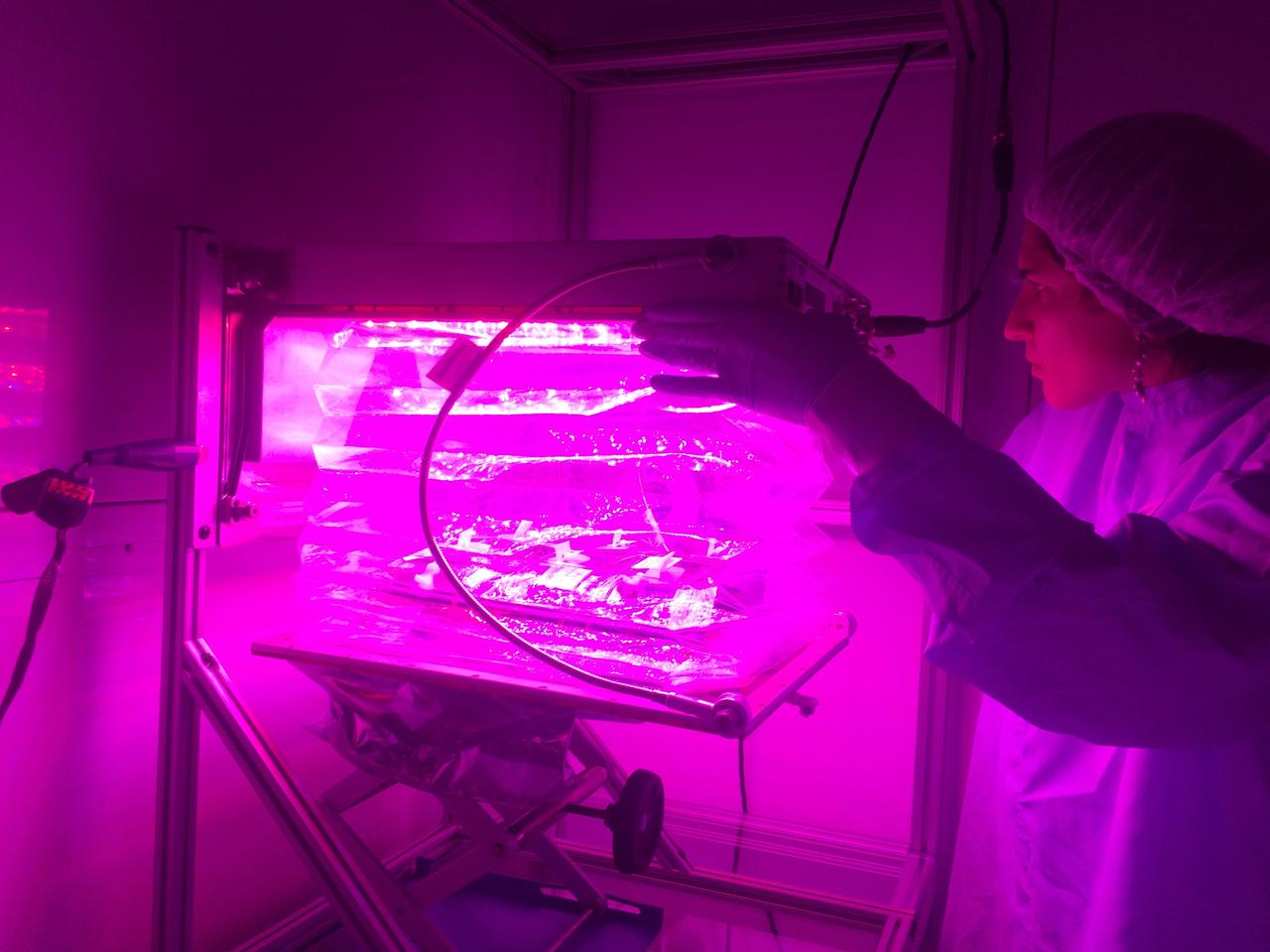 Astronaut Scott Kelly initiated VEG-01 B, the second crop of lettuce, on July, 8, 2015, and both Kelly and Astronaut Kjell Lindgren cared for the plants. The crop grew for 33 days. VEG-01 B included one set of six plant pillows planted with red romaine lettuce seeds. On Aug. 10, 2015, the crew harvested and consumed leaves from each plant. This was the first crop grown and consumed in NASA hardware. They harvested the rest of the plant tissue and froze it in the station’s Minus Eighty-Degree Laboratory Freezer for ISS (MELFI) for return to Earth for further study including microbial analysis, antioxidant capacity, mineral analysis and anthocyanin concentration. 