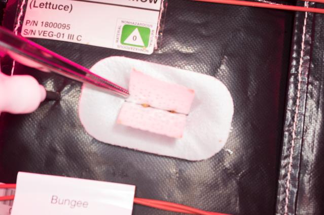 NASA image: Flight Photos - VEG-01B Day 7 GMT 196 Thinning