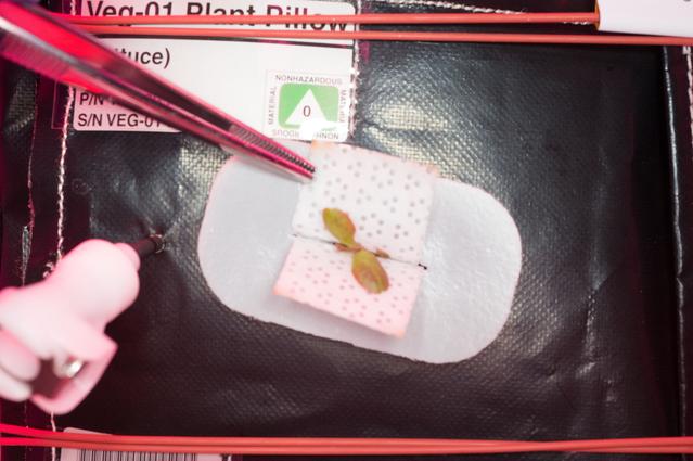 NASA image: Flight Photos - VEG-01B Day 7 GMT 196 Thinning