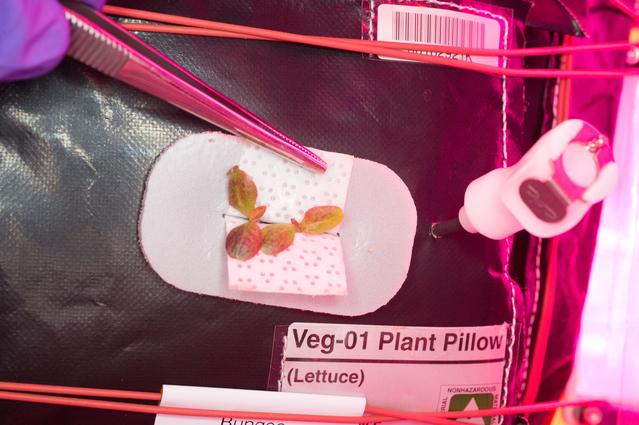 NASA image: Flight Photos - VEG-01B Day 7 GMT 196 Thinning