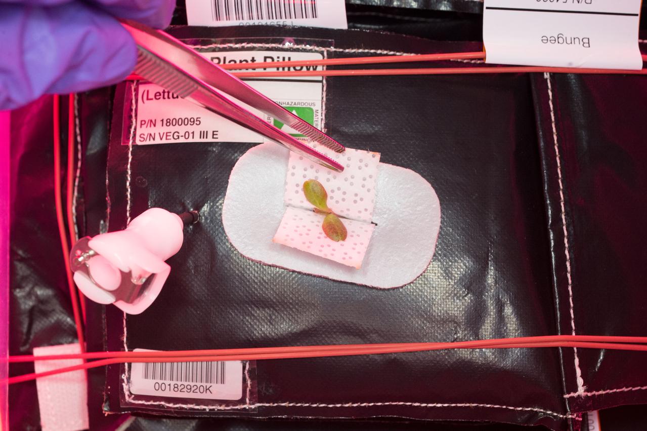 Flight Photos - VEG-01B Day 7 GMT 196 Thinning