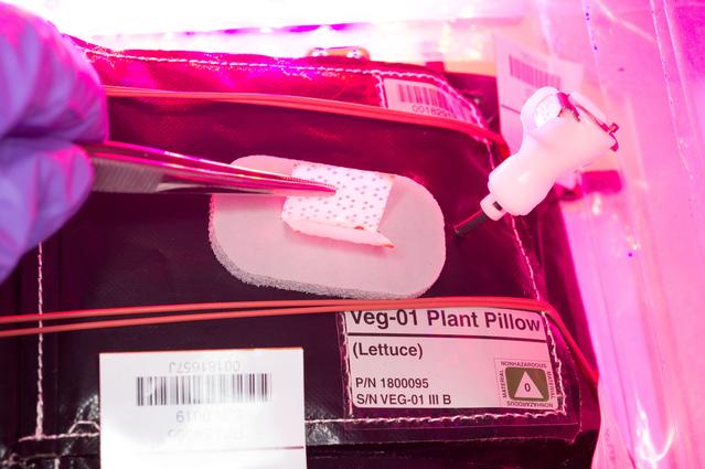 NASA image: Flight Photos - VEG-01B Day 7 GMT 196 Thinning