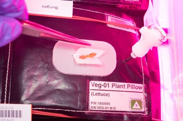 NASA image: Flight Photos - VEG-01B Day 7 GMT 196 Thinning