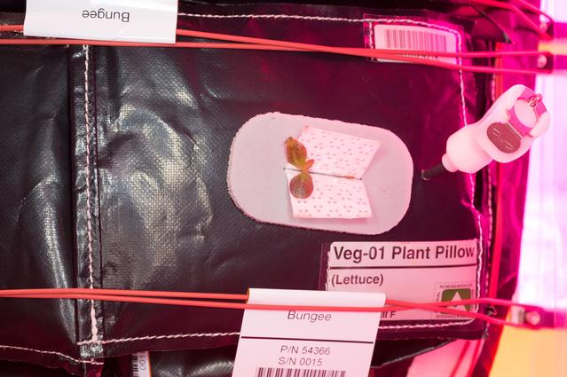 NASA image: Flight Photos - VEG-01B Day 7 GMT 196 Thinning