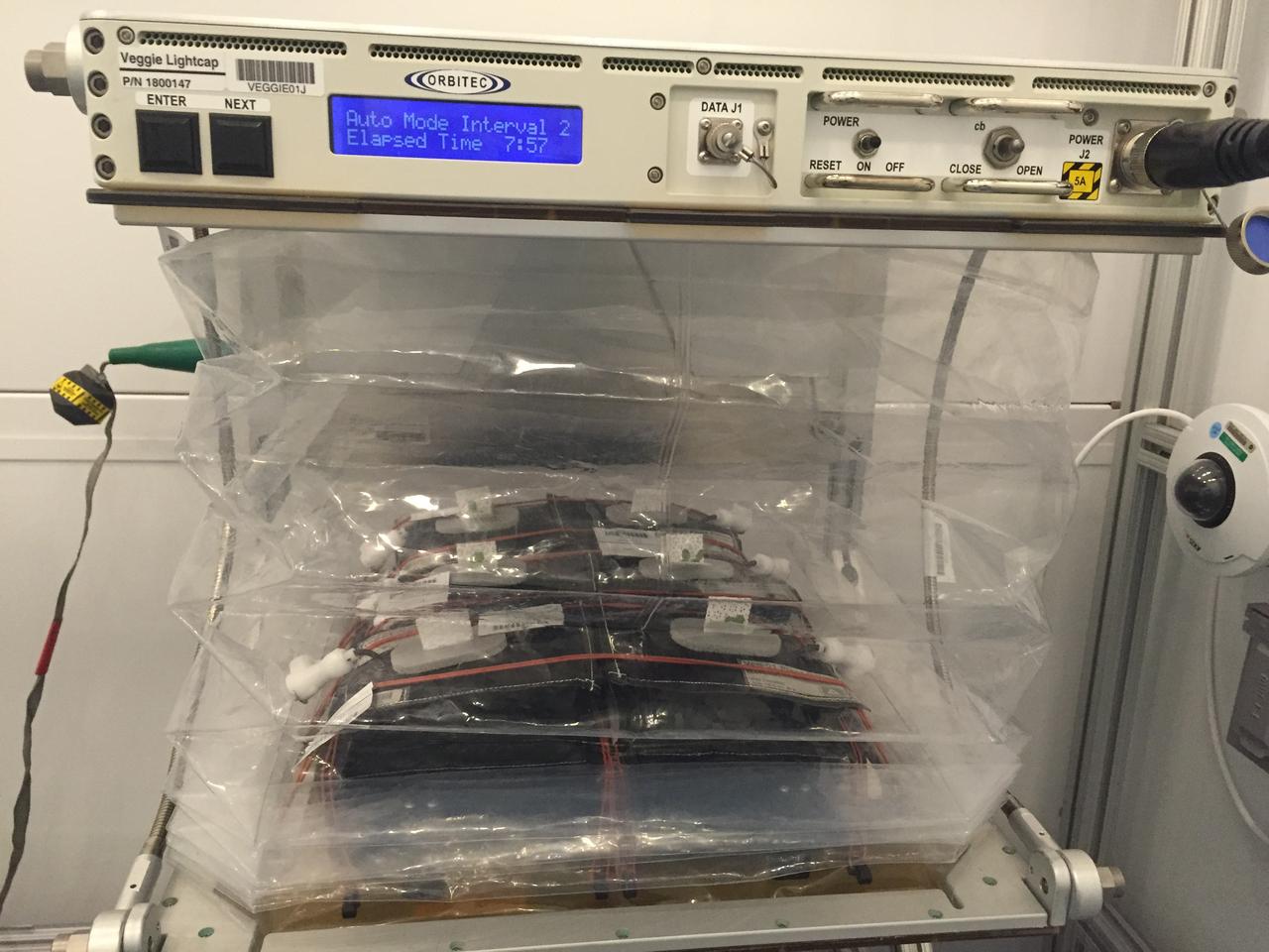 Astronaut Scott Kelly initiated VEG-01 B, the second crop of lettuce, on July, 8, 2015, and both Kelly and Astronaut Kjell Lindgren cared for the plants. The crop grew for 33 days. VEG-01 B included one set of six plant pillows planted with red romaine lettuce seeds. On Aug. 10, 2015, the crew harvested and consumed leaves from each plant. This was the first crop grown and consumed in NASA hardware. They harvested the rest of the plant tissue and froze it in the station’s Minus Eighty-Degree Laboratory Freezer for ISS (MELFI) for return to Earth for further study including microbial analysis, antioxidant capacity, mineral analysis and anthocyanin concentration. 