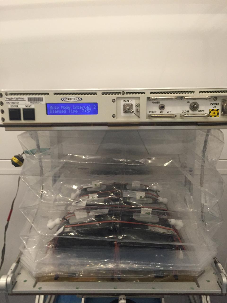 Astronaut Scott Kelly initiated VEG-01 B, the second crop of lettuce, on July, 8, 2015, and both Kelly and Astronaut Kjell Lindgren cared for the plants. The crop grew for 33 days. VEG-01 B included one set of six plant pillows planted with red romaine lettuce seeds. On Aug. 10, 2015, the crew harvested and consumed leaves from each plant. This was the first crop grown and consumed in NASA hardware. They harvested the rest of the plant tissue and froze it in the station’s Minus Eighty-Degree Laboratory Freezer for ISS (MELFI) for return to Earth for further study including microbial analysis, antioxidant capacity, mineral analysis and anthocyanin concentration. 