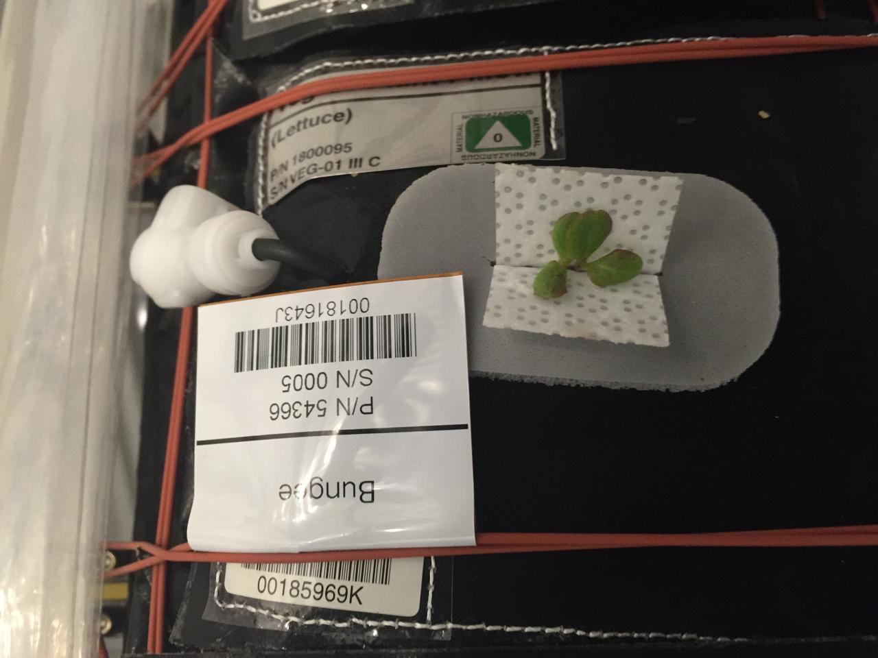 Ground Photos - 7 DAI VEG-01B Plant Thinning