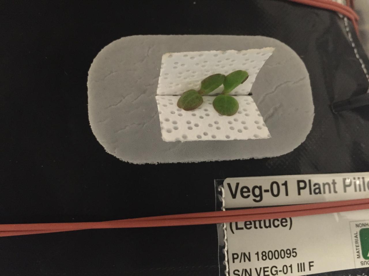 Astronaut Scott Kelly initiated VEG-01 B, the second crop of lettuce, on July, 8, 2015, and both Kelly and Astronaut Kjell Lindgren cared for the plants. The crop grew for 33 days. VEG-01 B included one set of six plant pillows planted with red romaine lettuce seeds. On Aug. 10, 2015, the crew harvested and consumed leaves from each plant. This was the first crop grown and consumed in NASA hardware. They harvested the rest of the plant tissue and froze it in the station’s Minus Eighty-Degree Laboratory Freezer for ISS (MELFI) for return to Earth for further study including microbial analysis, antioxidant capacity, mineral analysis and anthocyanin concentration. 