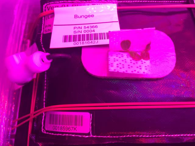 NASA image: Ground Photos - 7 DAI VEG-01B Plant Thinning