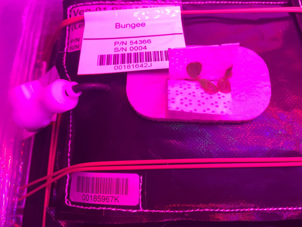 Ground Photos - 7 DAI VEG-01B Plant Thinning