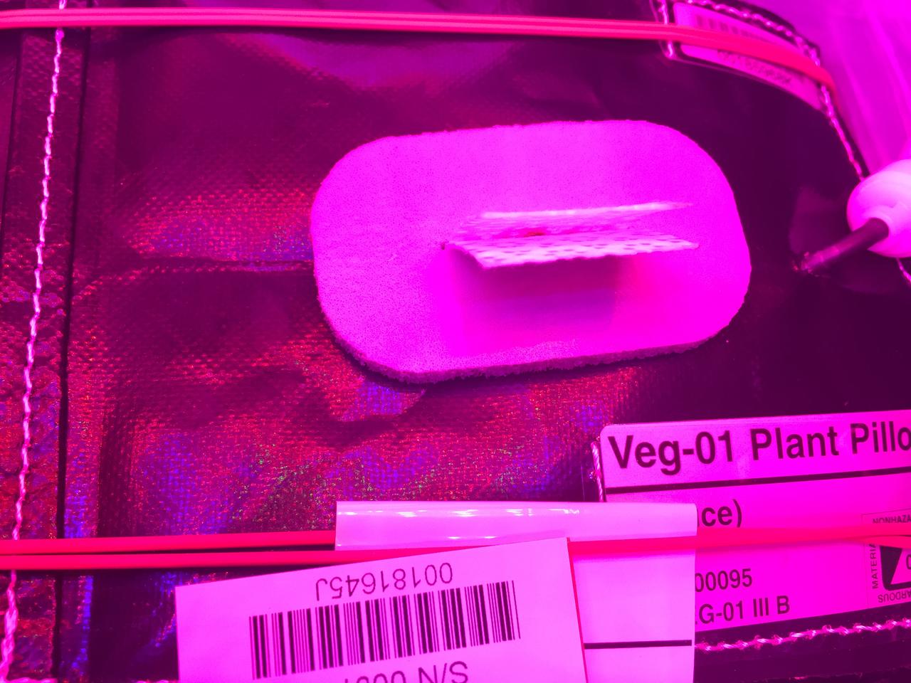 Ground Photos - 7 DAI VEG-01B Plant Thinning