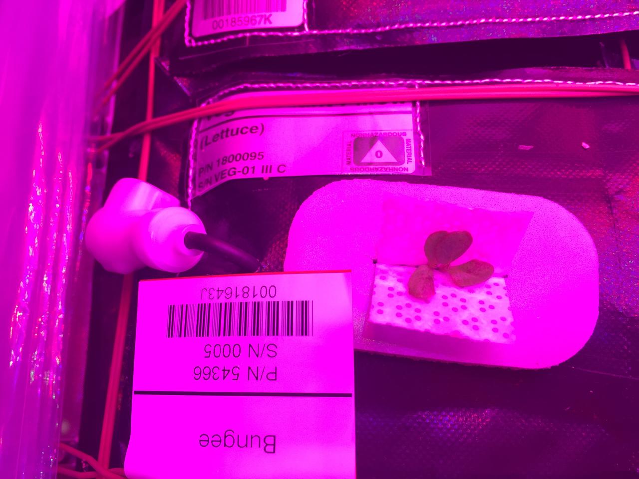 Astronaut Scott Kelly initiated VEG-01 B, the second crop of lettuce, on July, 8, 2015, and both Kelly and Astronaut Kjell Lindgren cared for the plants. The crop grew for 33 days. VEG-01 B included one set of six plant pillows planted with red romaine lettuce seeds. On Aug. 10, 2015, the crew harvested and consumed leaves from each plant. This was the first crop grown and consumed in NASA hardware. They harvested the rest of the plant tissue and froze it in the station’s Minus Eighty-Degree Laboratory Freezer for ISS (MELFI) for return to Earth for further study including microbial analysis, antioxidant capacity, mineral analysis and anthocyanin concentration. 