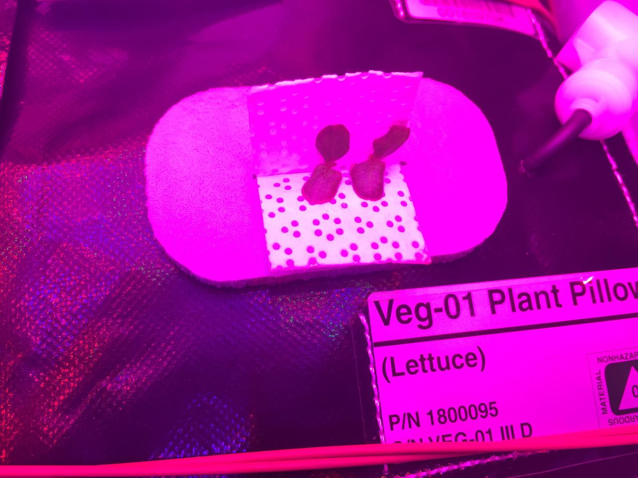 Ground Photos - 7 DAI VEG-01B Plant Thinning