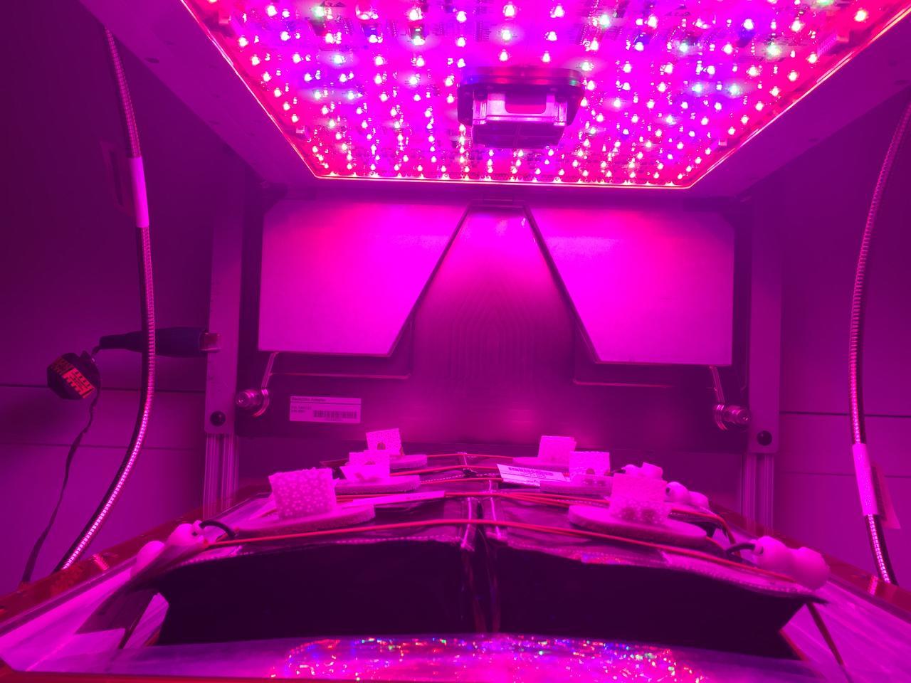 Astronaut Scott Kelly initiated VEG-01 B, the second crop of lettuce, on July, 8, 2015, and both Kelly and Astronaut Kjell Lindgren cared for the plants. The crop grew for 33 days. VEG-01 B included one set of six plant pillows planted with red romaine lettuce seeds. On Aug. 10, 2015, the crew harvested and consumed leaves from each plant. This was the first crop grown and consumed in NASA hardware. They harvested the rest of the plant tissue and froze it in the station’s Minus Eighty-Degree Laboratory Freezer for ISS (MELFI) for return to Earth for further study including microbial analysis, antioxidant capacity, mineral analysis and anthocyanin concentration. 