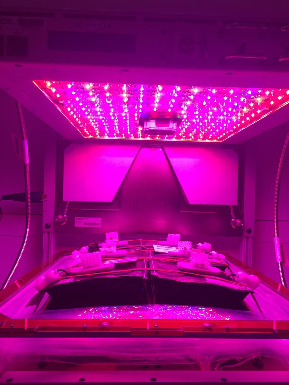 Ground Photos - 7 DAI VEG-01B Plant Thinning