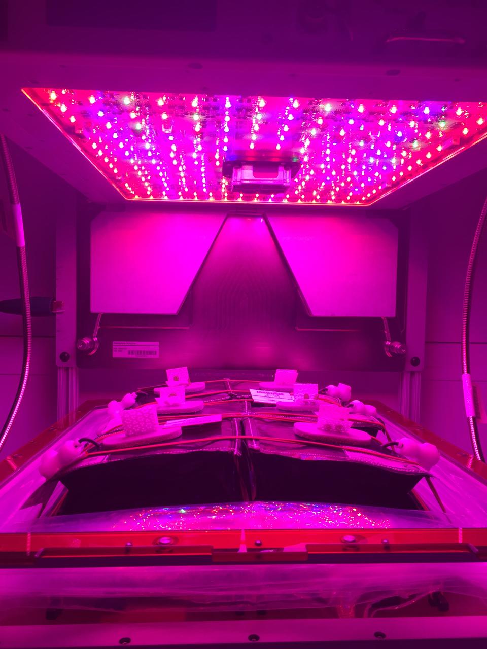 Astronaut Scott Kelly initiated VEG-01 B, the second crop of lettuce, on July, 8, 2015, and both Kelly and Astronaut Kjell Lindgren cared for the plants. The crop grew for 33 days. VEG-01 B included one set of six plant pillows planted with red romaine lettuce seeds. On Aug. 10, 2015, the crew harvested and consumed leaves from each plant. This was the first crop grown and consumed in NASA hardware. They harvested the rest of the plant tissue and froze it in the station’s Minus Eighty-Degree Laboratory Freezer for ISS (MELFI) for return to Earth for further study including microbial analysis, antioxidant capacity, mineral analysis and anthocyanin concentration.