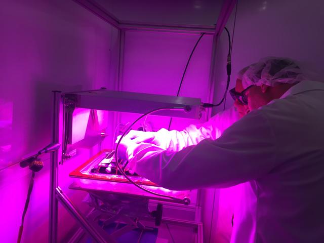 NASA image: Ground Photos - 7 DAI VEG-01B Plant Thinning