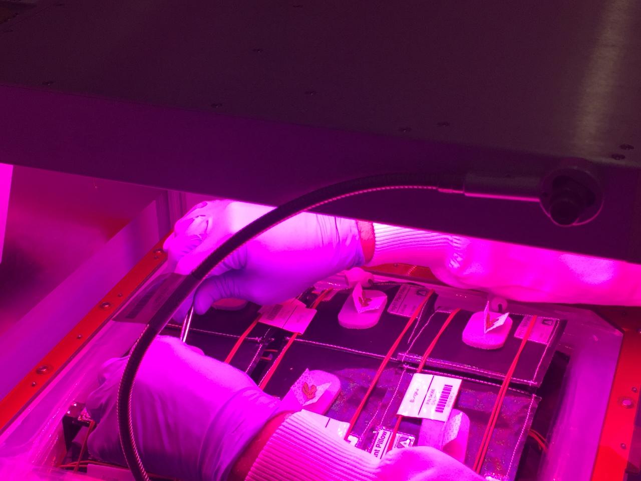 Astronaut Scott Kelly initiated VEG-01 B, the second crop of lettuce, on July, 8, 2015, and both Kelly and Astronaut Kjell Lindgren cared for the plants. The crop grew for 33 days. VEG-01 B included one set of six plant pillows planted with red romaine lettuce seeds. On Aug. 10, 2015, the crew harvested and consumed leaves from each plant. This was the first crop grown and consumed in NASA hardware. They harvested the rest of the plant tissue and froze it in the station’s Minus Eighty-Degree Laboratory Freezer for ISS (MELFI) for return to Earth for further study including microbial analysis, antioxidant capacity, mineral analysis and anthocyanin concentration. 