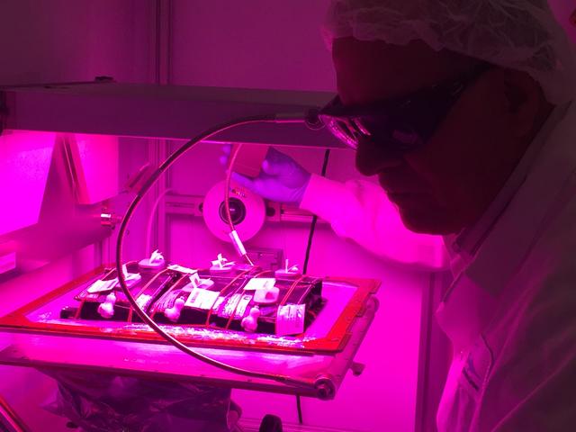 NASA image: Ground Photos - 7 DAI VEG-01B Plant Thinning