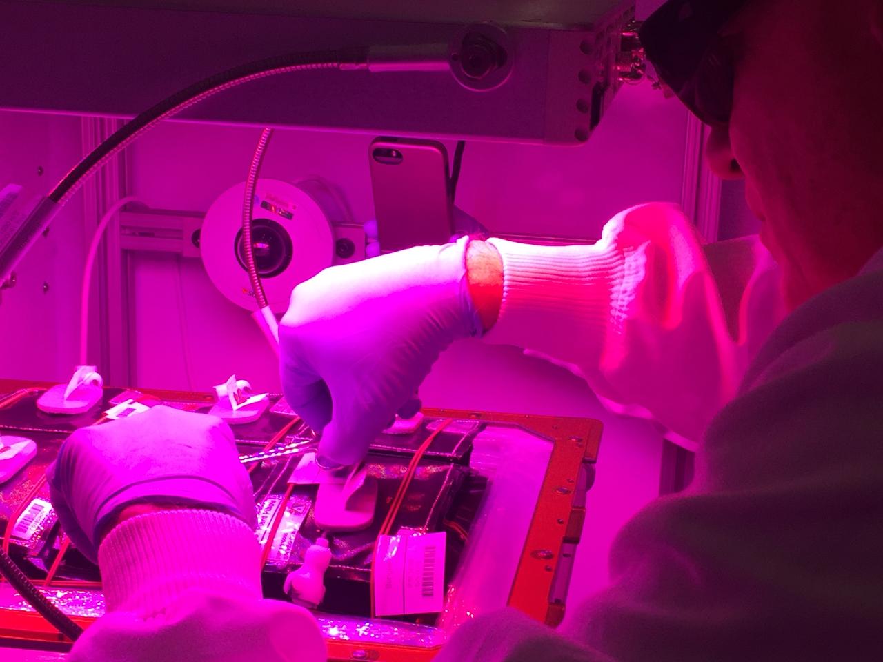 Astronaut Scott Kelly initiated VEG-01 B, the second crop of lettuce, on July, 8, 2015, and both Kelly and Astronaut Kjell Lindgren cared for the plants. The crop grew for 33 days. VEG-01 B included one set of six plant pillows planted with red romaine lettuce seeds. On Aug. 10, 2015, the crew harvested and consumed leaves from each plant. This was the first crop grown and consumed in NASA hardware. They harvested the rest of the plant tissue and froze it in the station’s Minus Eighty-Degree Laboratory Freezer for ISS (MELFI) for return to Earth for further study including microbial analysis, antioxidant capacity, mineral analysis and anthocyanin concentration. 