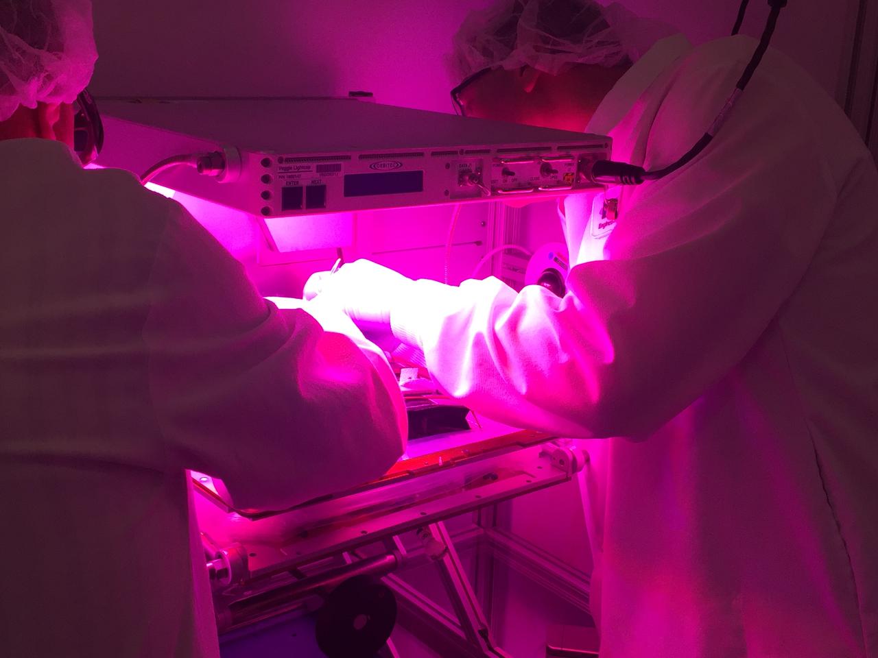 Astronaut Scott Kelly initiated VEG-01 B, the second crop of lettuce, on July, 8, 2015, and both Kelly and Astronaut Kjell Lindgren cared for the plants. The crop grew for 33 days. VEG-01 B included one set of six plant pillows planted with red romaine lettuce seeds. On Aug. 10, 2015, the crew harvested and consumed leaves from each plant. This was the first crop grown and consumed in NASA hardware. They harvested the rest of the plant tissue and froze it in the station’s Minus Eighty-Degree Laboratory Freezer for ISS (MELFI) for return to Earth for further study including microbial analysis, antioxidant capacity, mineral analysis and anthocyanin concentration. 
