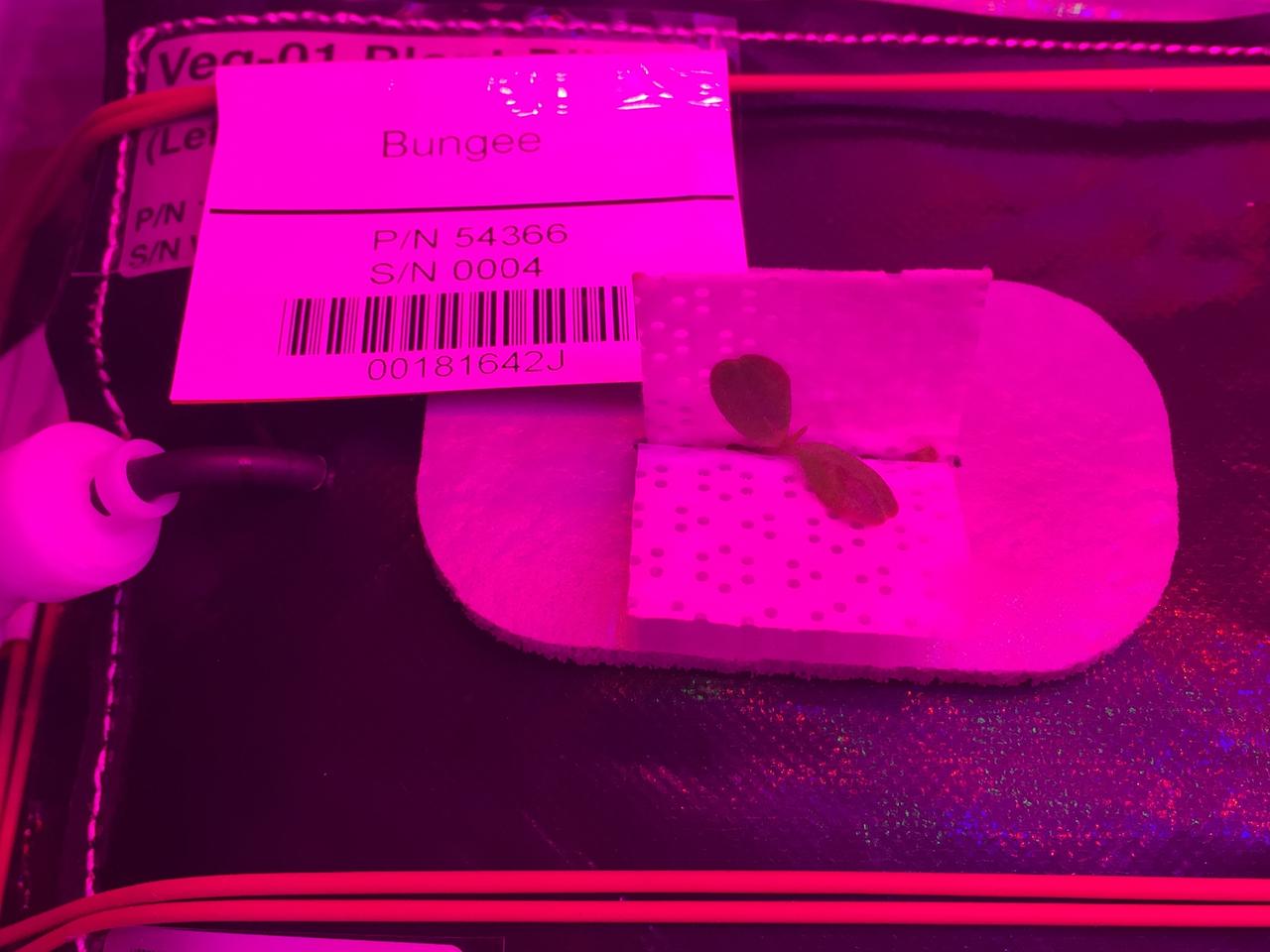 Ground Photos - 7 DAI VEG-01B Plant Thinning