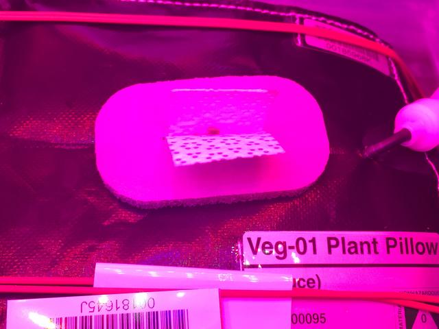 NASA image: Ground Photos - 7 DAI VEG-01B Plant Thinning