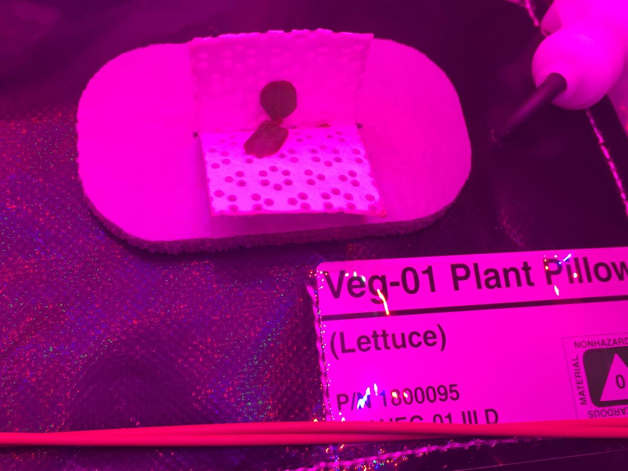 Astronaut Scott Kelly initiated VEG-01 B, the second crop of lettuce, on July, 8, 2015, and both Kelly and Astronaut Kjell Lindgren cared for the plants. The crop grew for 33 days. VEG-01 B included one set of six plant pillows planted with red romaine lettuce seeds. On Aug. 10, 2015, the crew harvested and consumed leaves from each plant. This was the first crop grown and consumed in NASA hardware. They harvested the rest of the plant tissue and froze it in the station’s Minus Eighty-Degree Laboratory Freezer for ISS (MELFI) for return to Earth for further study including microbial analysis, antioxidant capacity, mineral analysis and anthocyanin concentration. 