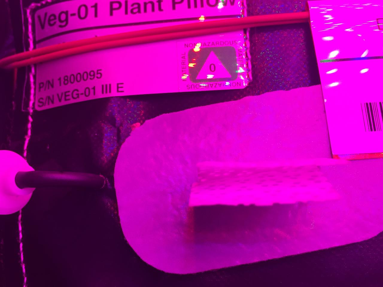 Ground Photos - 7 DAI VEG-01B Plant Thinning