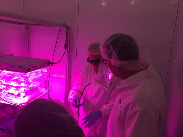 NASA image: Ground Photos - 7 DAI VEG-01B Plant Thinning