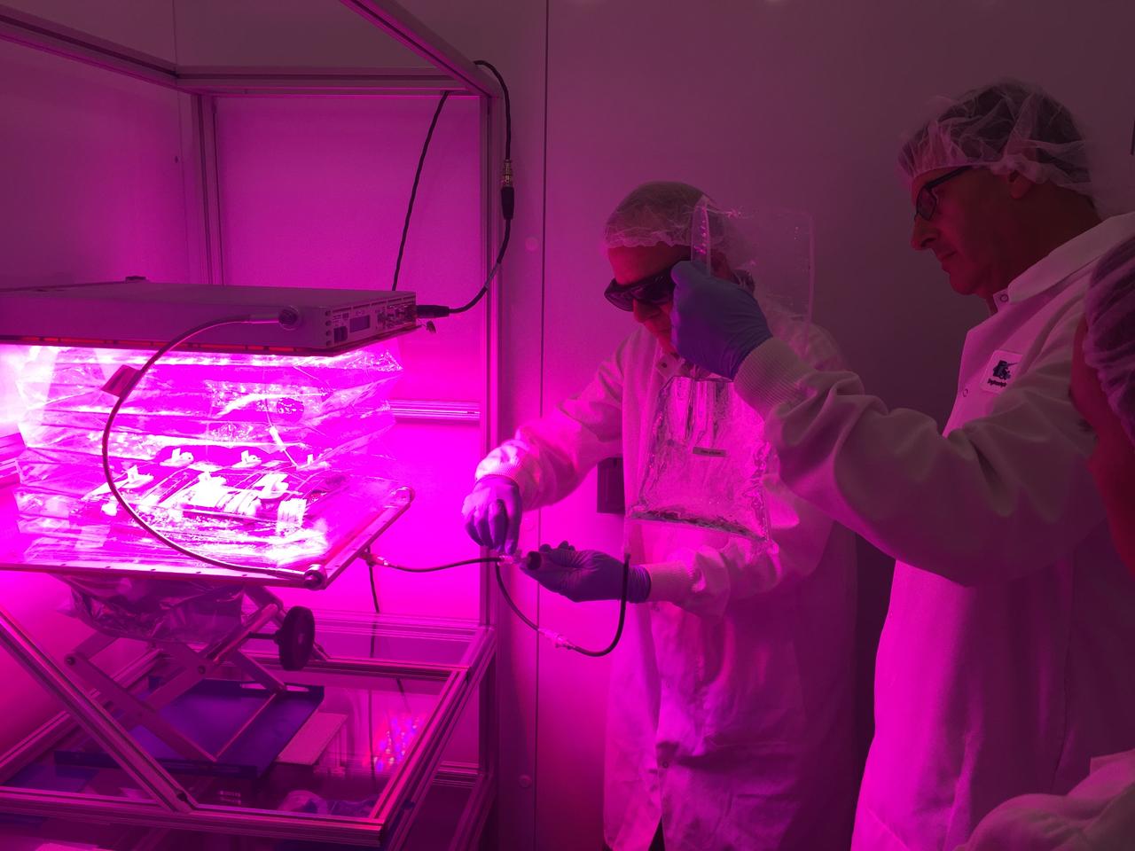 Ground Photos - 7 DAI VEG-01B Plant Thinning