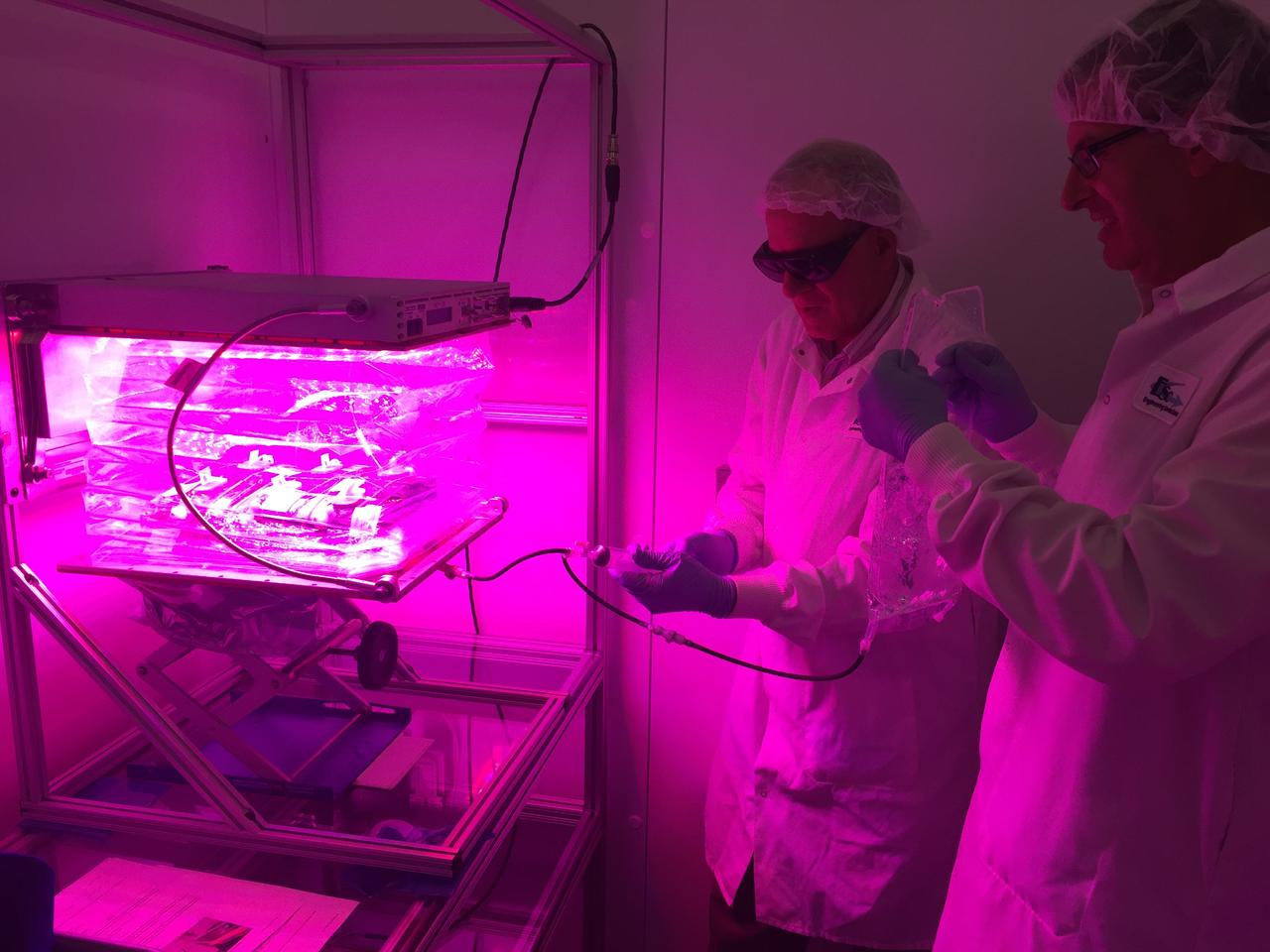 Ground Photos - 7 DAI VEG-01B Plant Thinning