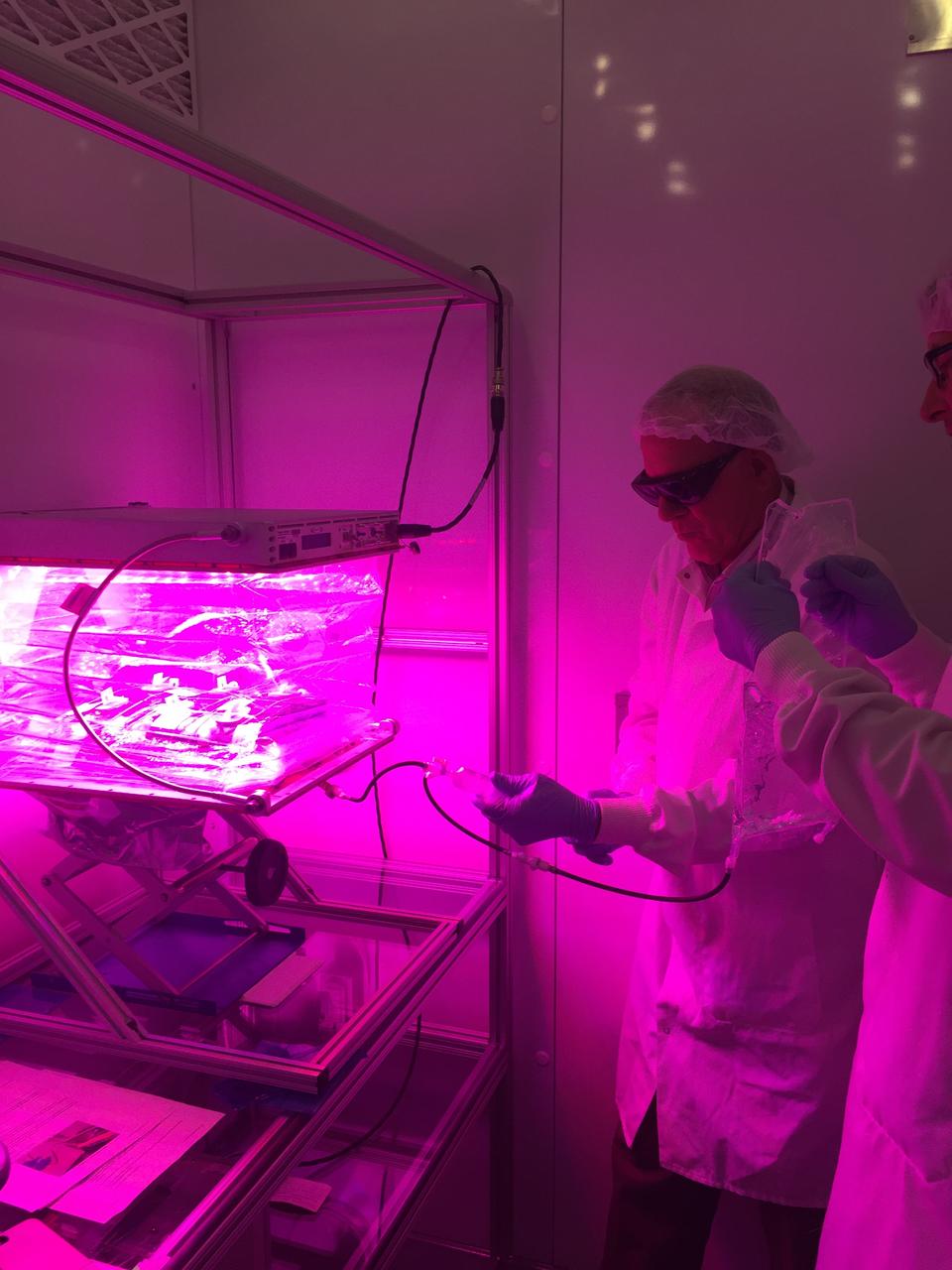 Ground Photos - 7 DAI VEG-01B Plant Thinning