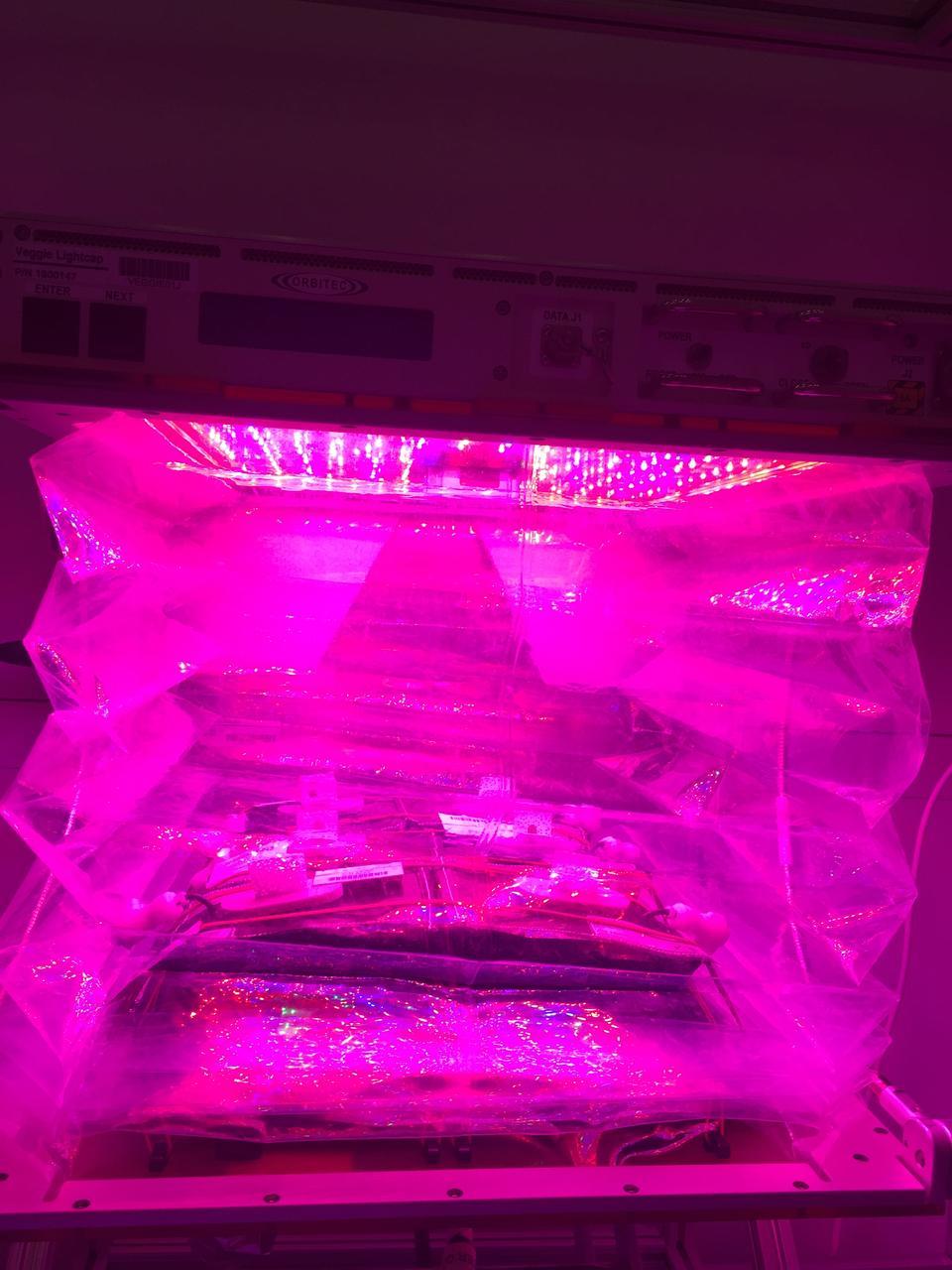 Ground Photos - 7 DAI VEG-01B Plant Thinning